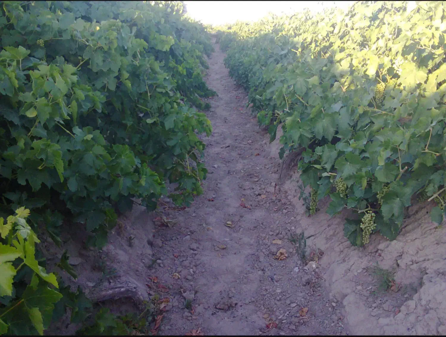 ۵۰۰متر باغ انگوری سندار منجیل اباد (چناران)|فروش زمین و ملک کلنگی|رباطکریم, منجیل آباد|دیوار