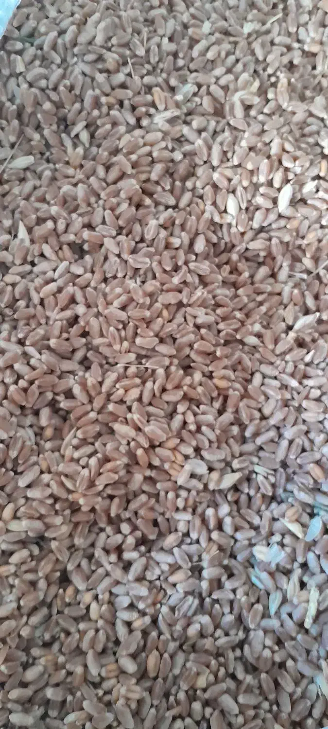 گندم آبی|خدمات باغبانی و درختکاری|تویسرکان, |دیوار