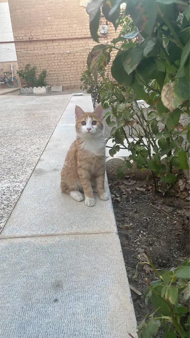 رهن و اجاره صغاد|اجارهٔ خانه و ویلا|بهمن صغاد, |دیوار