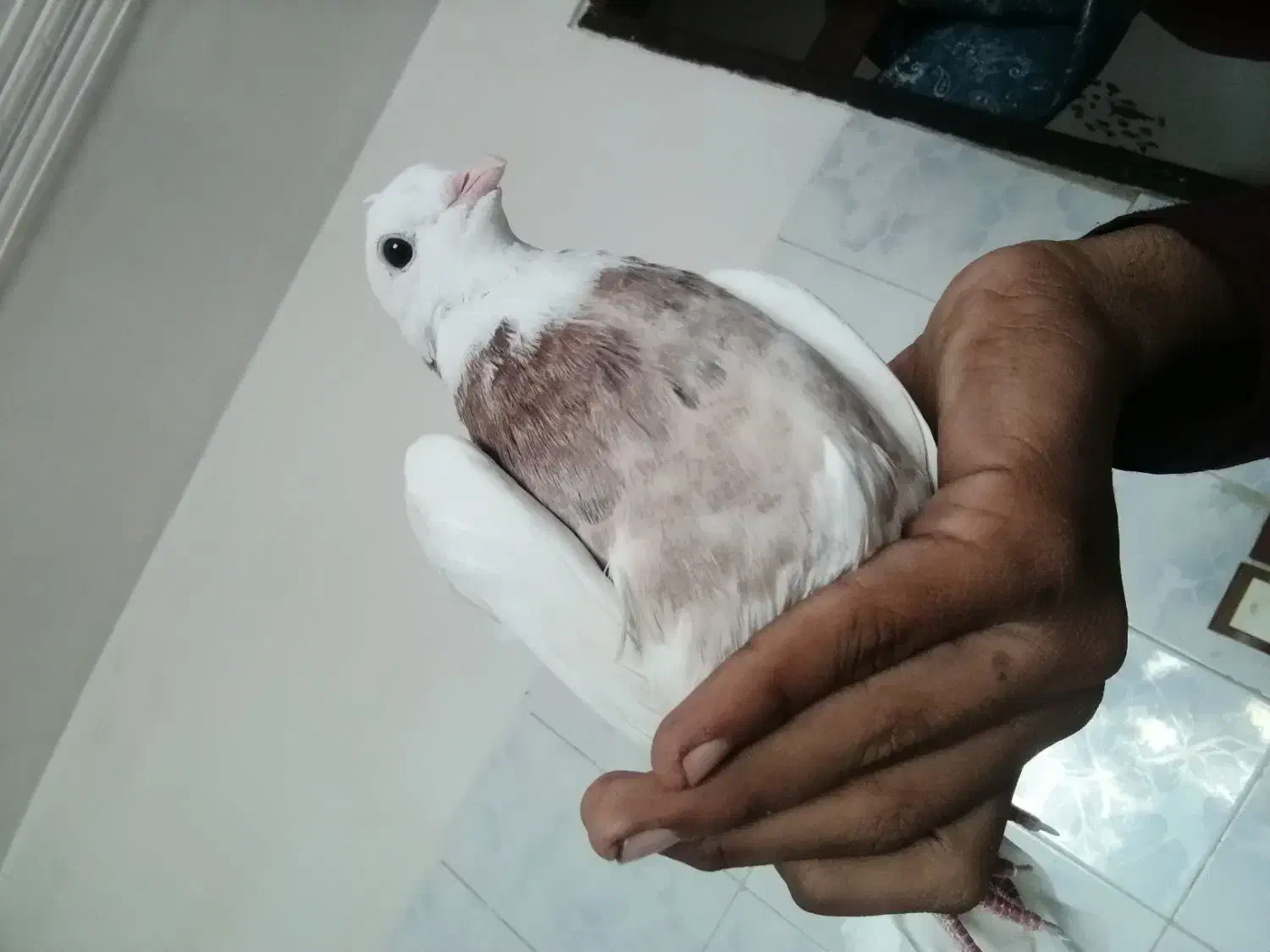 طوقی|پرنده|بم, |دیوار