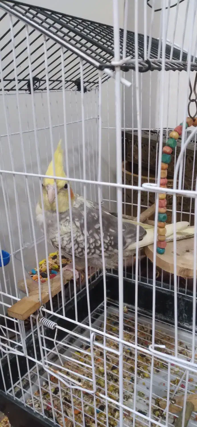 عروس هلندی|پرنده|قدس, شهر‌قدس|دیوار