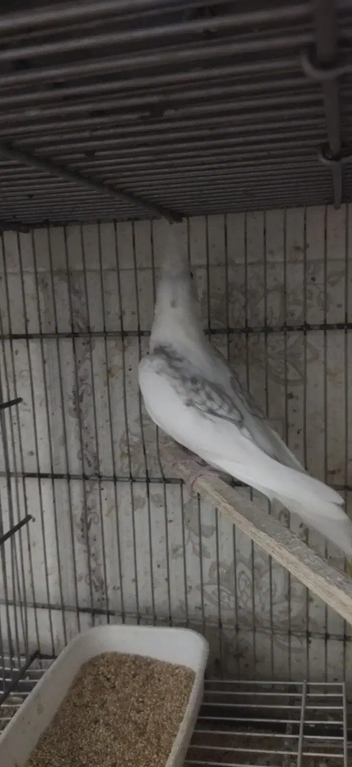 عروس هلندی دوکت البینو|پرنده|بندرعباس, |دیوار