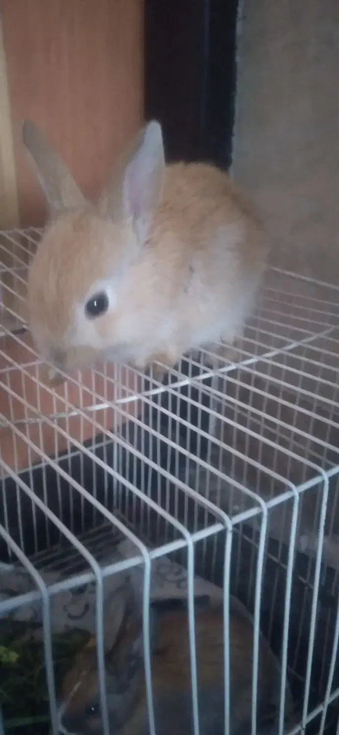 خرگوش|موش و خرگوش|تایباد, |دیوار