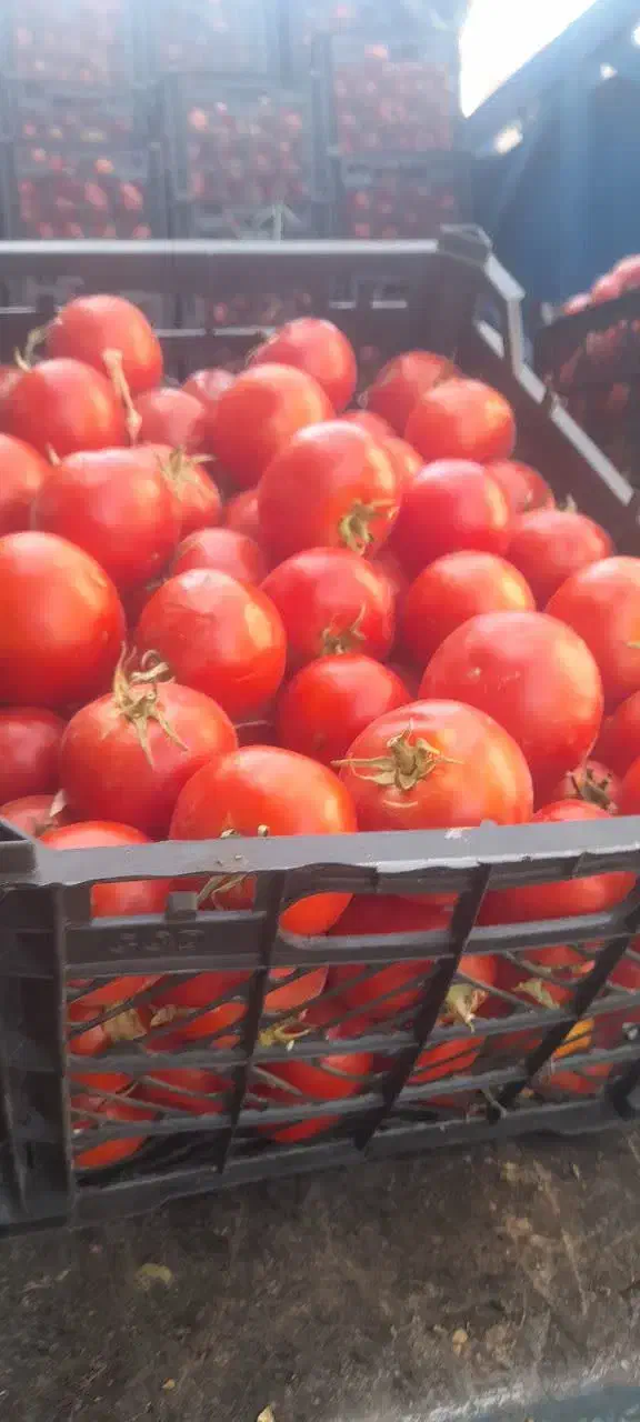 گوجه ربی زنجان|خوردنی و آشامیدنی|قم, نیروگاه|دیوار