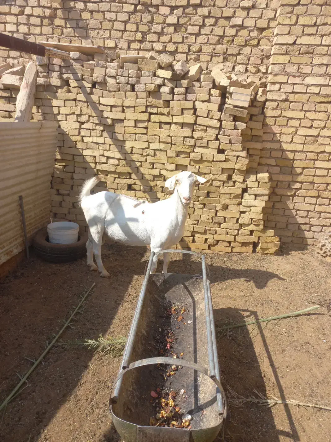 فروش بز دو رگ سانان|حیوانات مزرعه|میبد, |دیوار