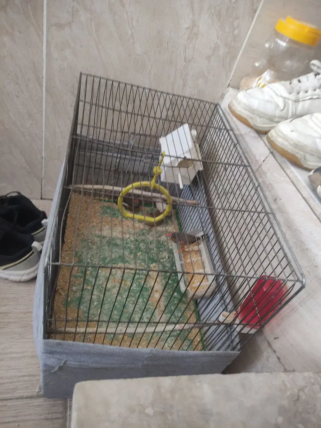 فنچ و قفس پرنده|پرنده|ملایر, |دیوار