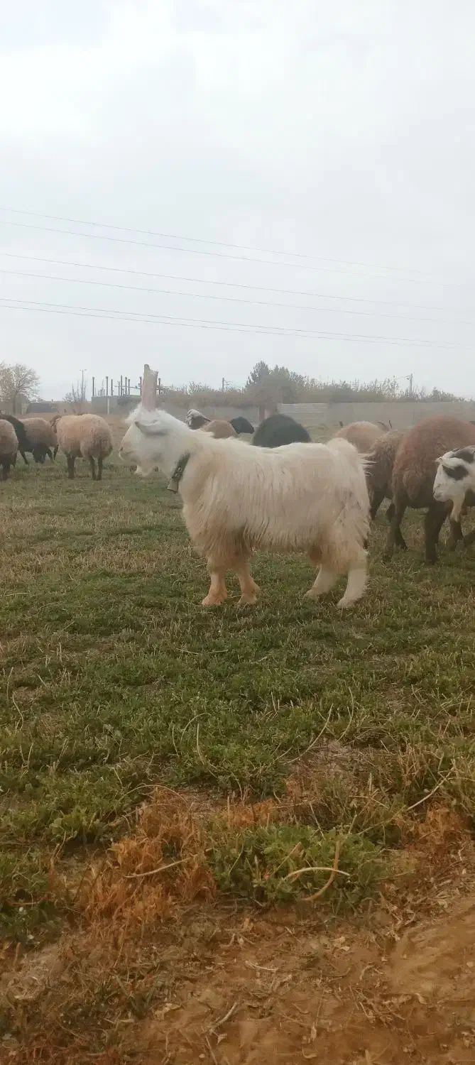 فروش بزغاله عشق بازی|حیوانات مزرعه|گلپایگان, |دیوار