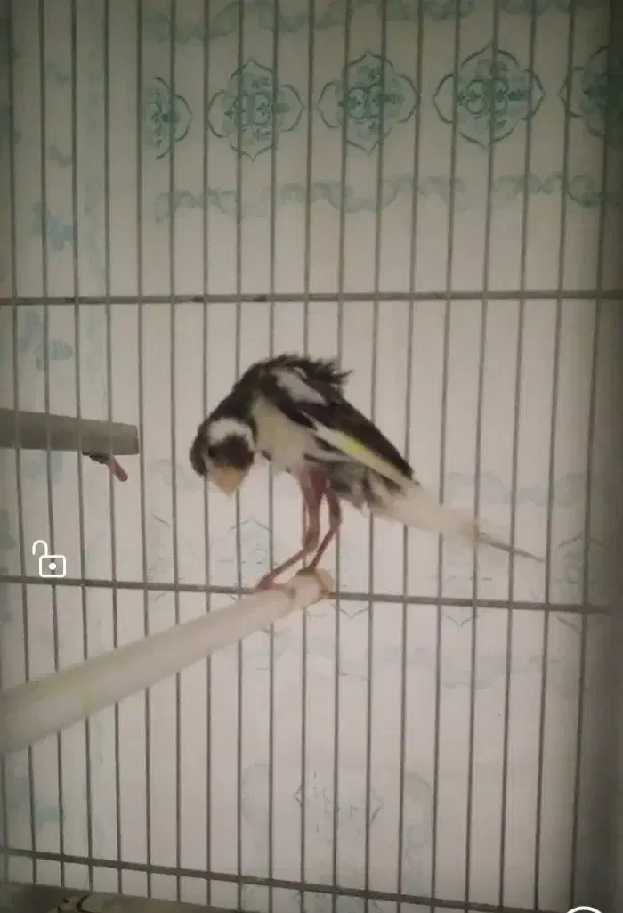 قناری نر|پرنده|شهرضا, |دیوار