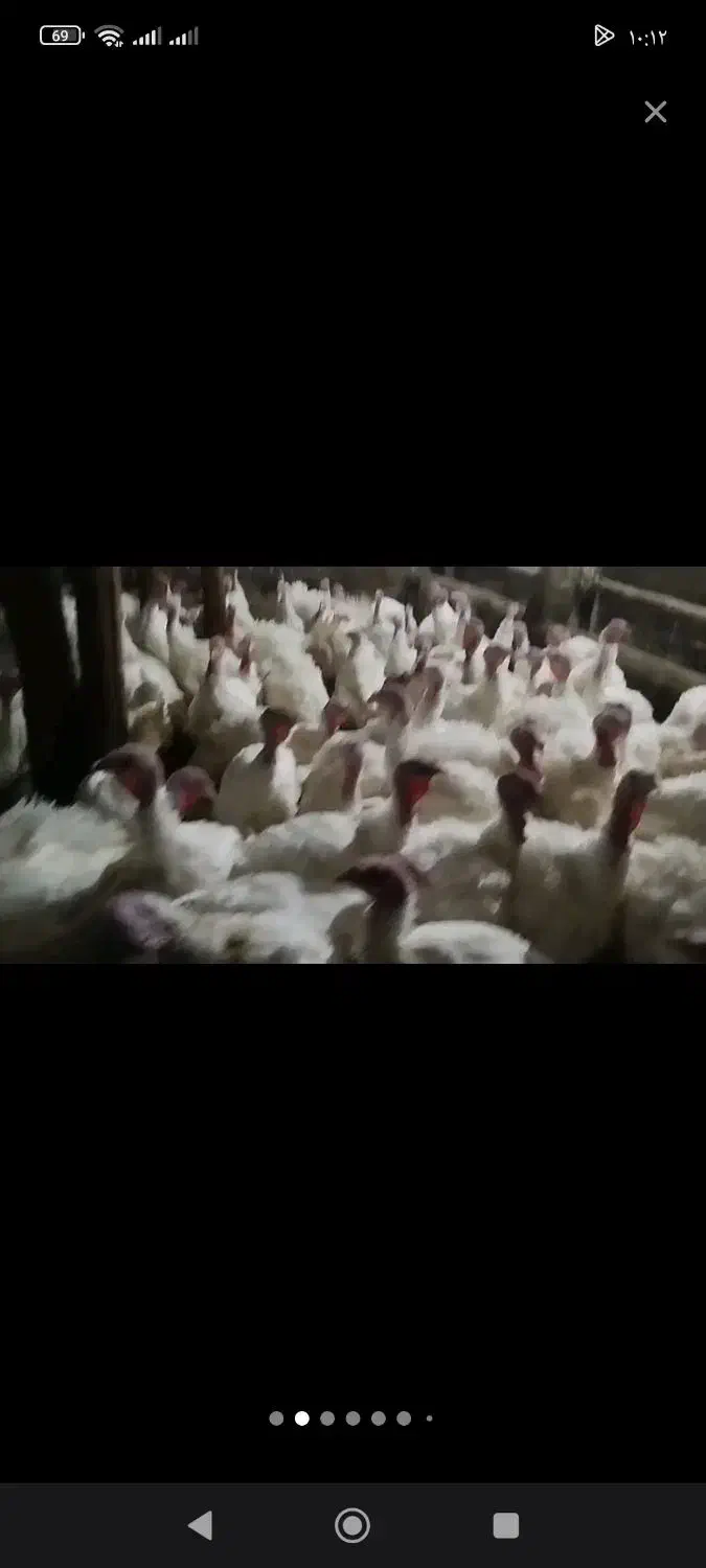 بوقلمون بیوتی|حیوانات مزرعه|شاهین دژ, |دیوار