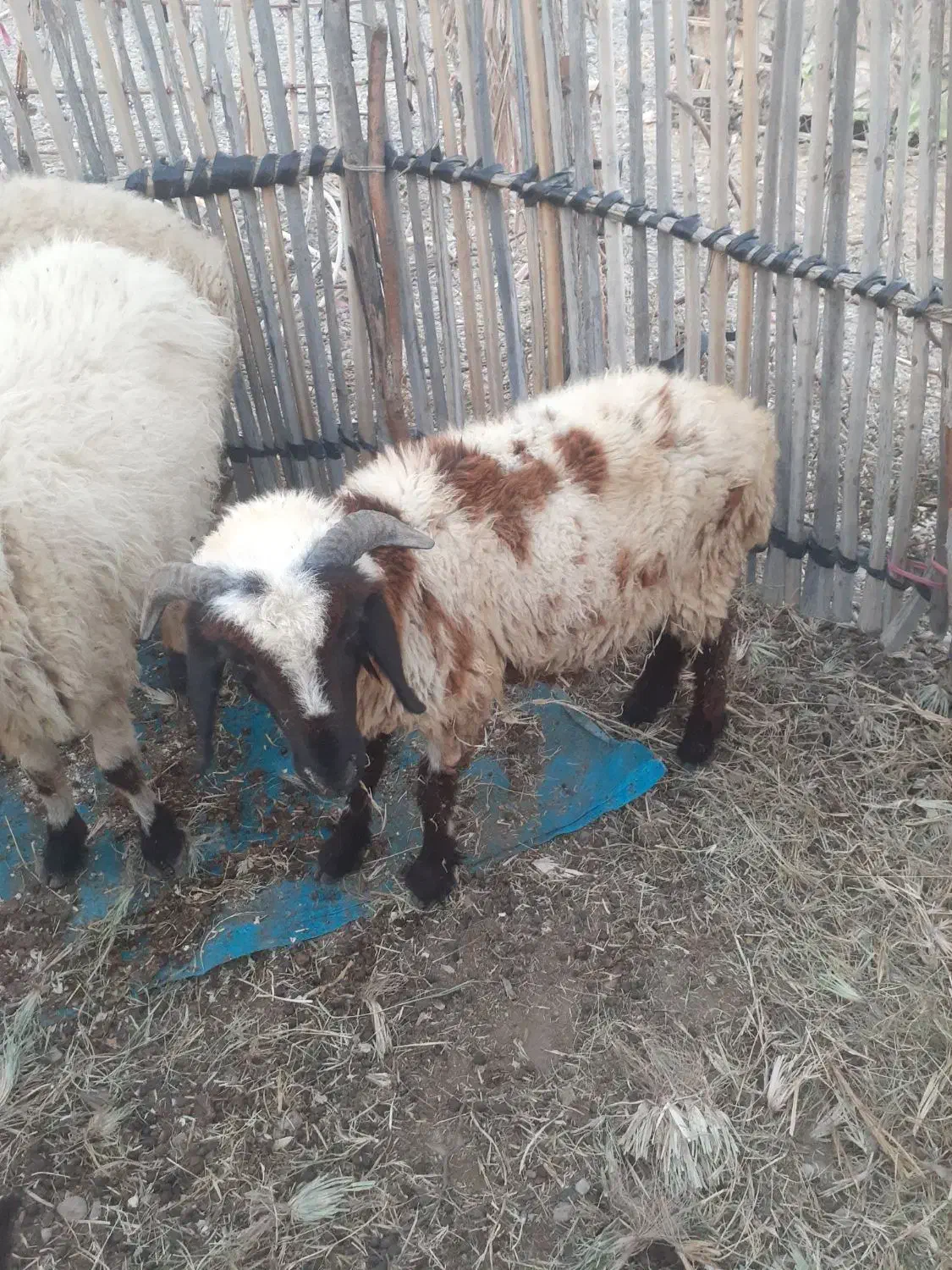 قوچ۱ساله سرحال هشت بندی|حیوانات مزرعه|توکهور, |دیوار