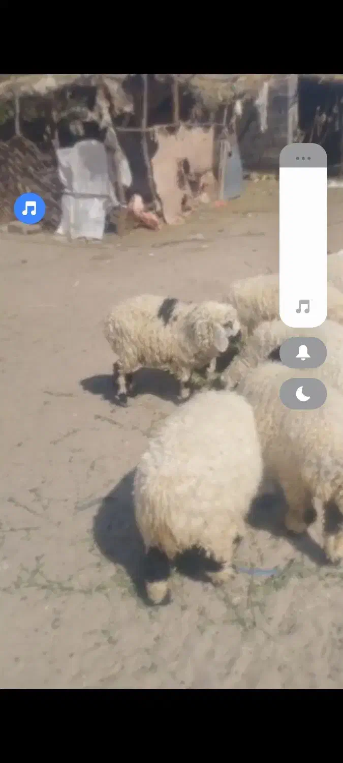 فروش بره نروماده|حیوانات مزرعه|خاش, |دیوار