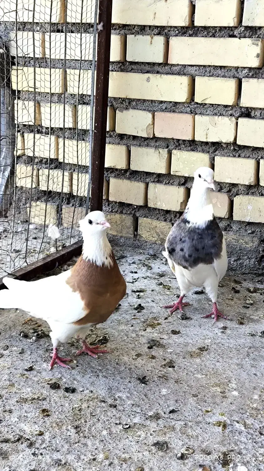 پرنده|پرنده|گتوند, |دیوار