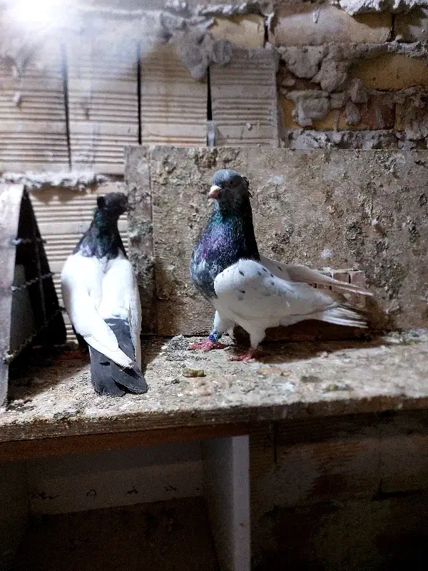 کله سبز|پرنده|بستان آباد, |دیوار