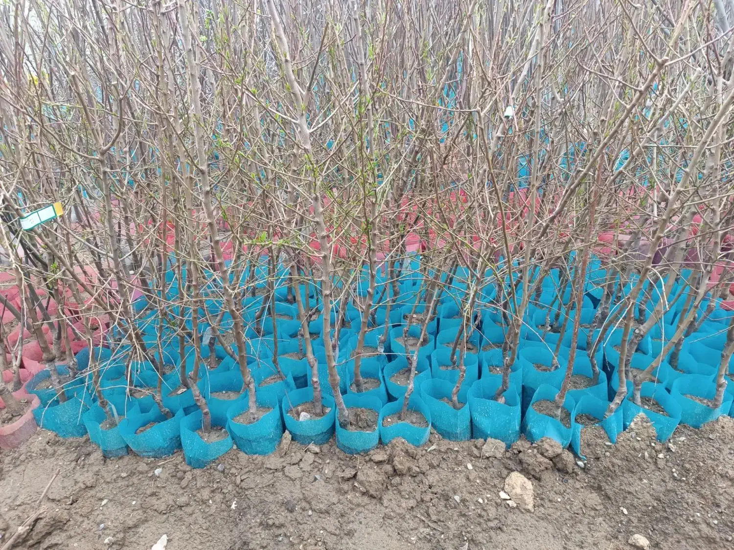 مستقیم و بدون واسطه بخرید|گل و گیاه طبیعی|تکاب, |دیوار