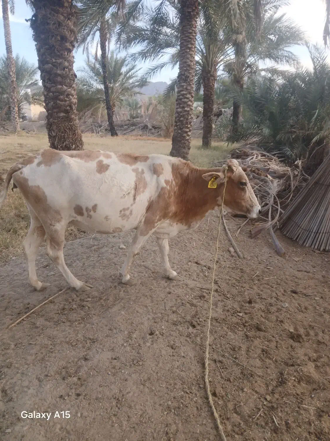 گاو شیری ‌آبستن|حیوانات مزرعه|کهنوج, |دیوار