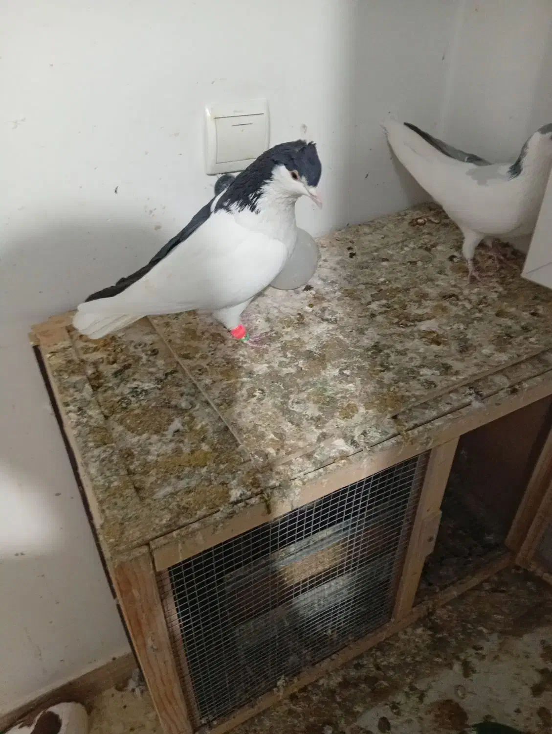 کفتر چادری چپ|پرنده|ری, علایین|دیوار