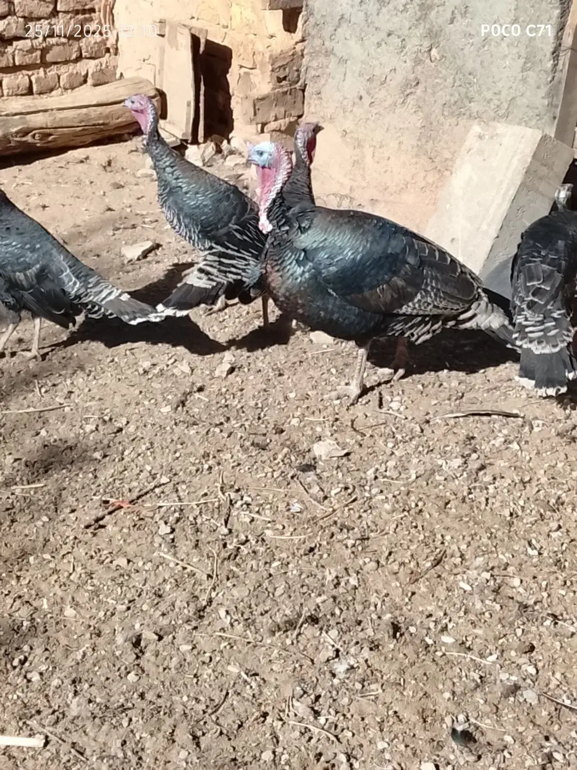 بوقلمون ماده محلی|حیوانات مزرعه|رزن, |دیوار