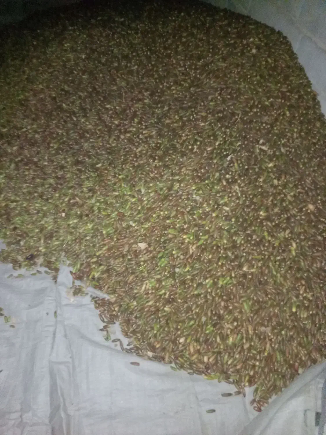 بلوط|عمده‌فروشی|کنار تخته و کمار, |دیوار