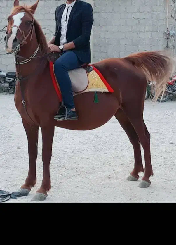 اسب|حیوانات مزرعه|گله دار, |دیوار