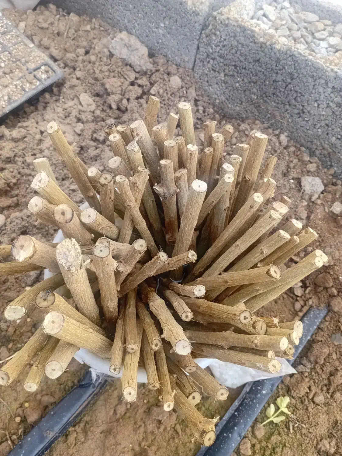 قلمه نهال انار|گل و گیاه طبیعی|شاهینشهر, مورچه خورت|دیوار