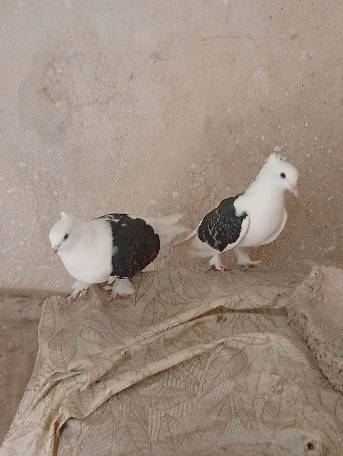 کبوتر خوب|پرنده|خورموج, |دیوار