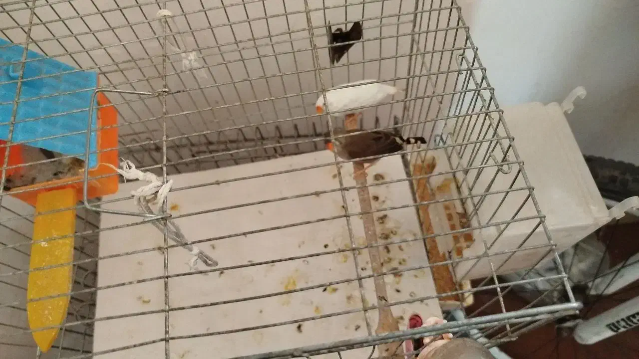 مرغ عشق فنج|پرنده|تهران, اتابک|دیوار