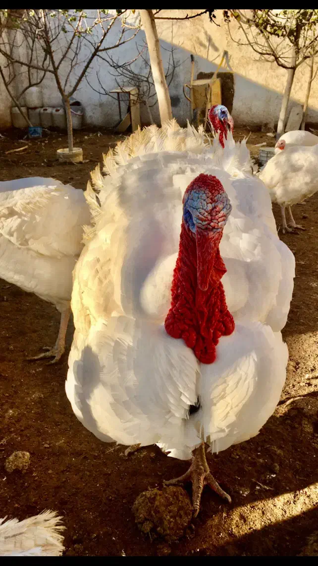 بوقلمون|حیوانات مزرعه|تهران, مشیریه|دیوار