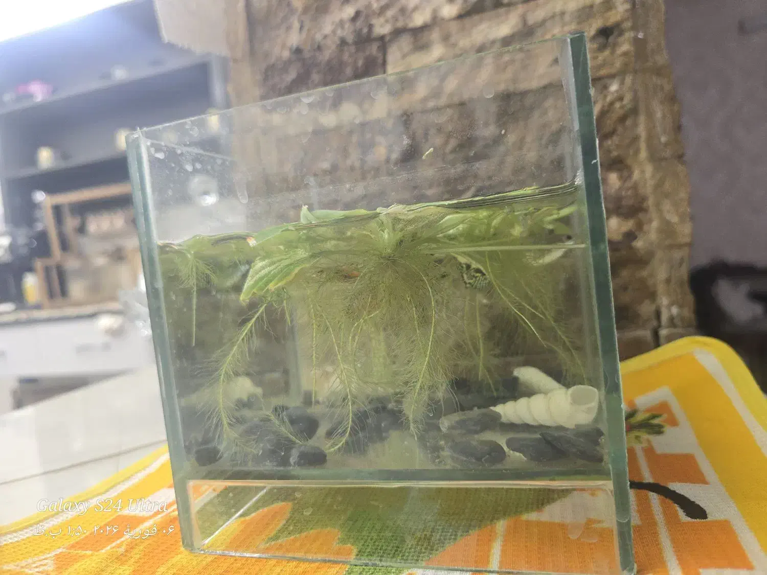 ماهی گوپی با آکواریم|ماهی|قم, تولید دارو و یخچال|دیوار