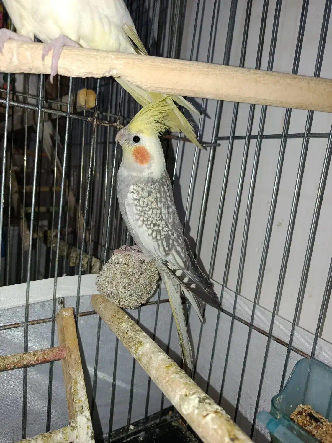 دو عدد عروس هلندی|پرنده|نورآباد, |دیوار