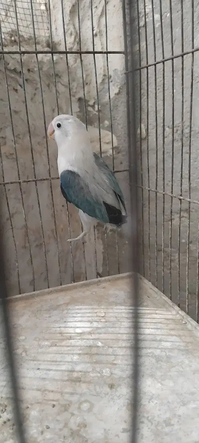 کتوله|پرنده|سراوان, |دیوار