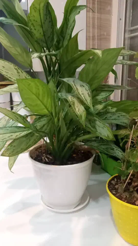 پنج عددگل وگلدون توی تصویر|گل و گیاه طبیعی|دهدشت, |دیوار