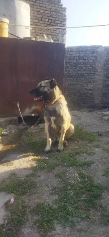 سگ کانگال اصل|سگ|ماکو, |دیوار