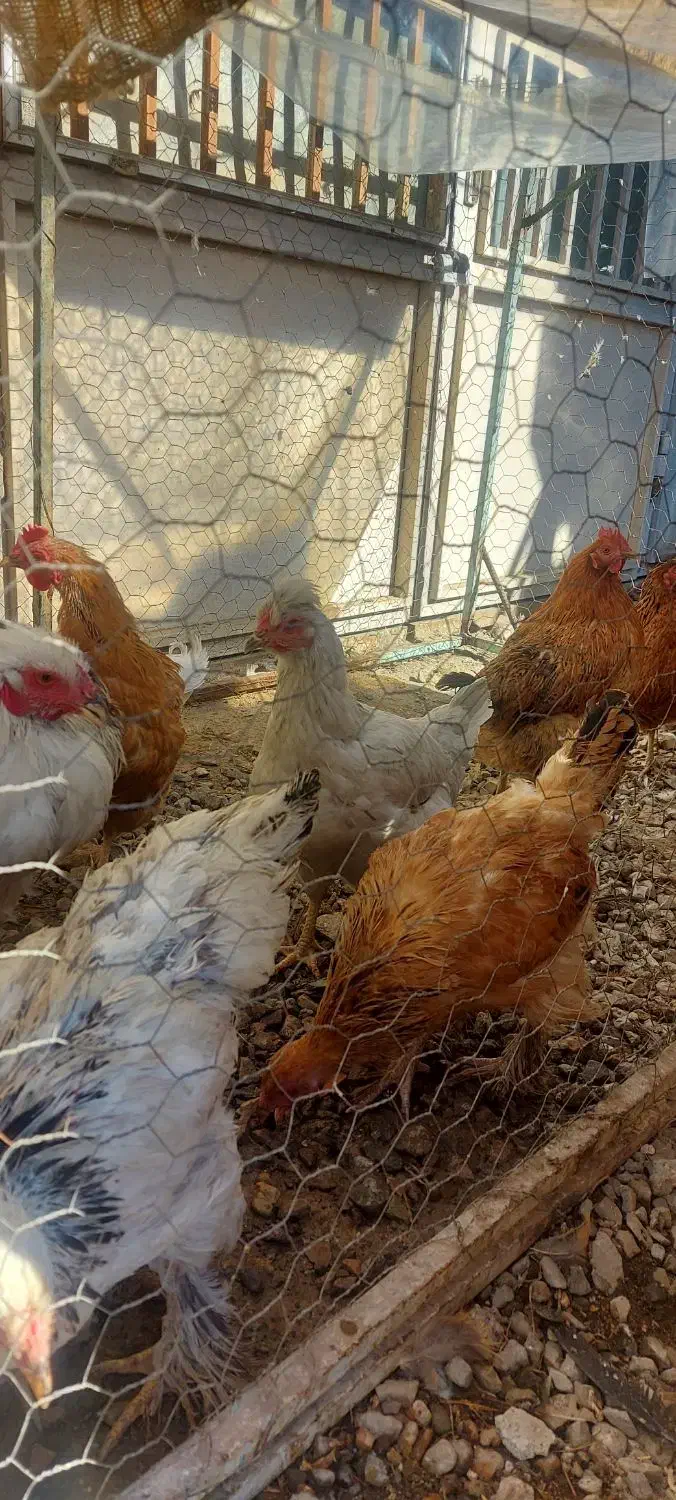 مرغ محلی و برهما و اردک تخمگذار|حیوانات مزرعه|آبیک, |دیوار