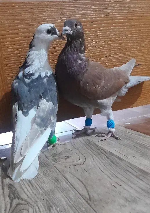 دوعدد کبوتر پرشی|پرنده|محمدیه-قزوین, |دیوار