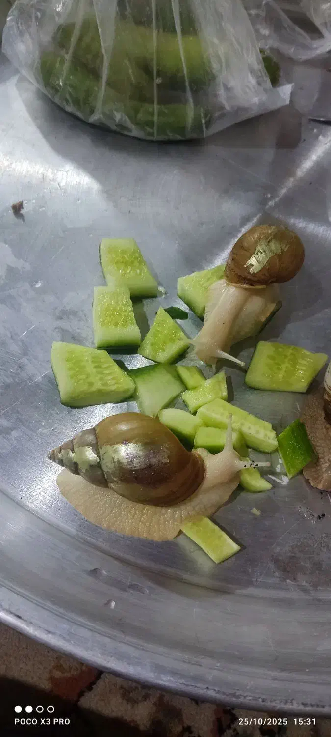 فروش حلزون های بسیار زیبا|خزنده|ملایر, |دیوار