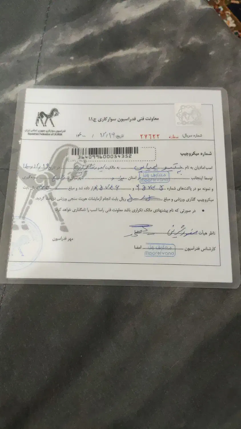 اسب مادیون|اسب و تجهیزات اسب‌سواری|باوی, |دیوار