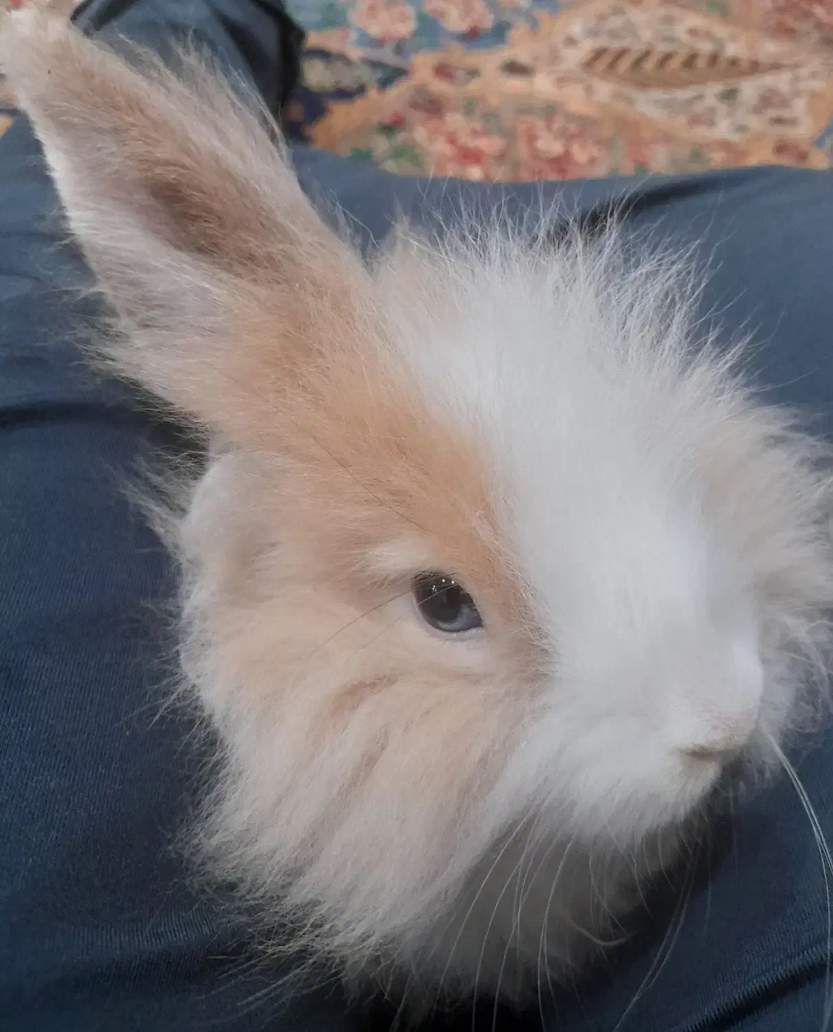 خرگوش از نژاد لوپ|موش و خرگوش|اهواز, کوی ملی راه|دیوار