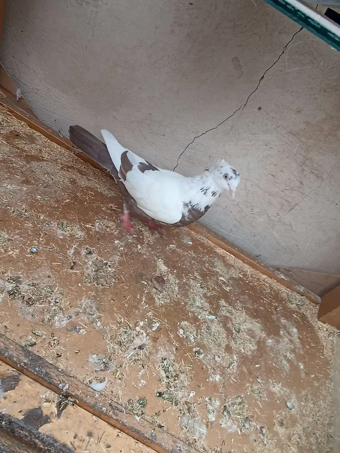 همه کبوتر ها سالم ب شرط|پرنده|پلدختر, |دیوار