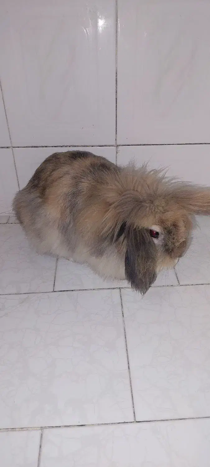 خرگوش خوشگل ناز|موش و خرگوش|اصفهان, جاوان|دیوار