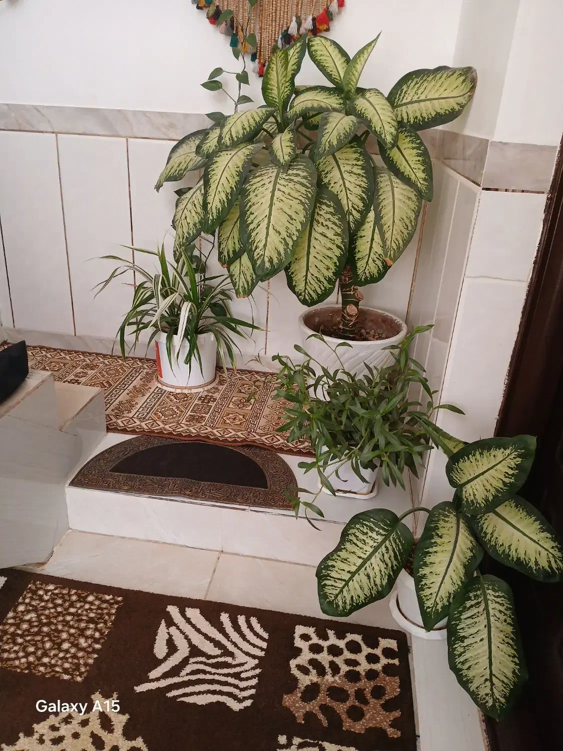 گلهای زیباوشاداب|گل و گیاه طبیعی|حمیل, |دیوار