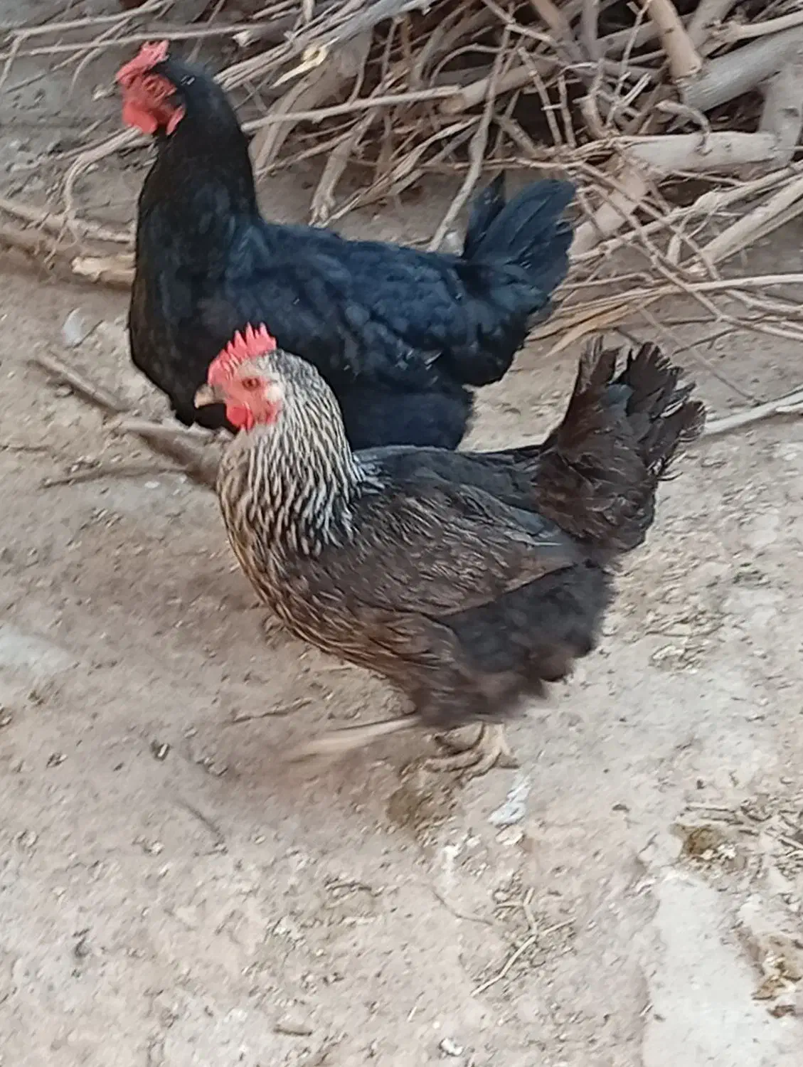 مرغ خروس اردک غاز|حیوانات مزرعه|گتوند, |دیوار