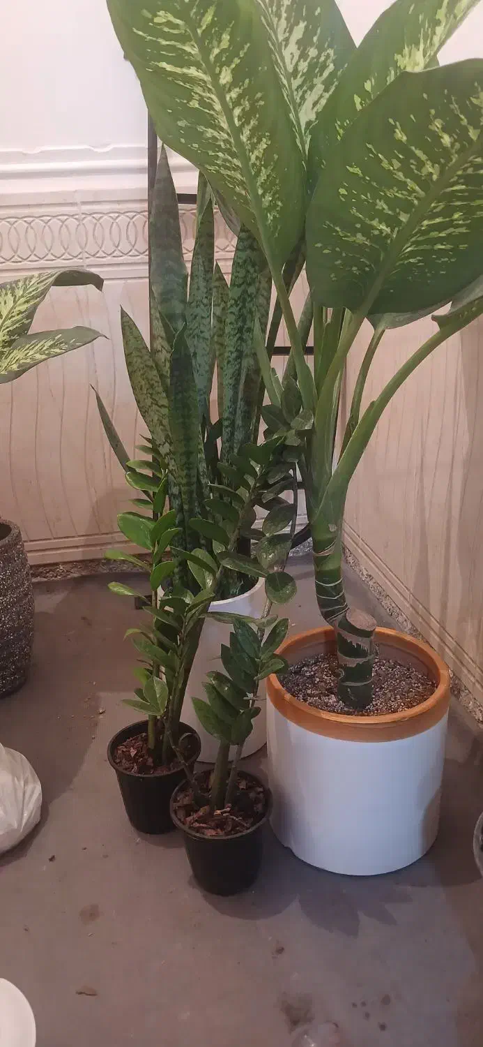 گل وگیاه|گل و گیاه طبیعی|امیدیه, |دیوار