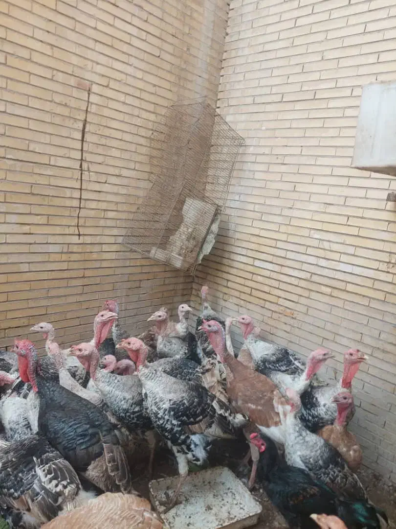 بارجدید بوقلمون محلی|حیوانات مزرعه|بندرعباس, |دیوار