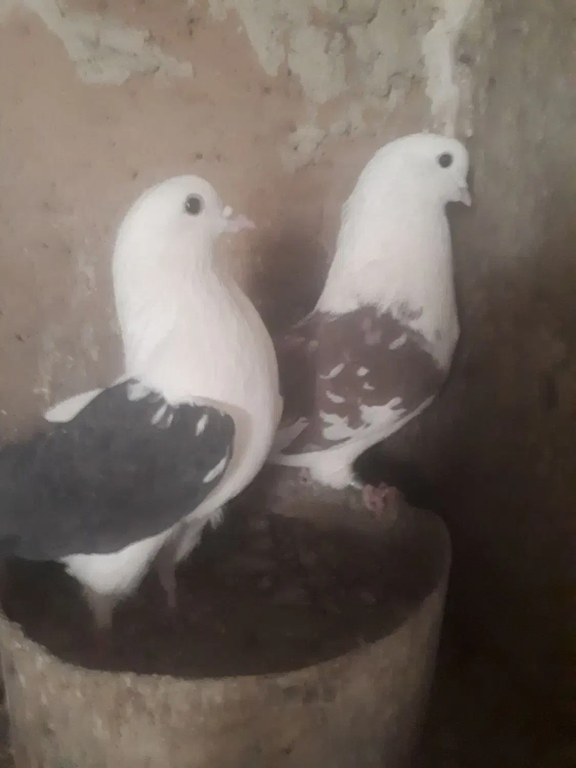 کبوتر پرشی اس|پرنده|مهدی شهر, |دیوار