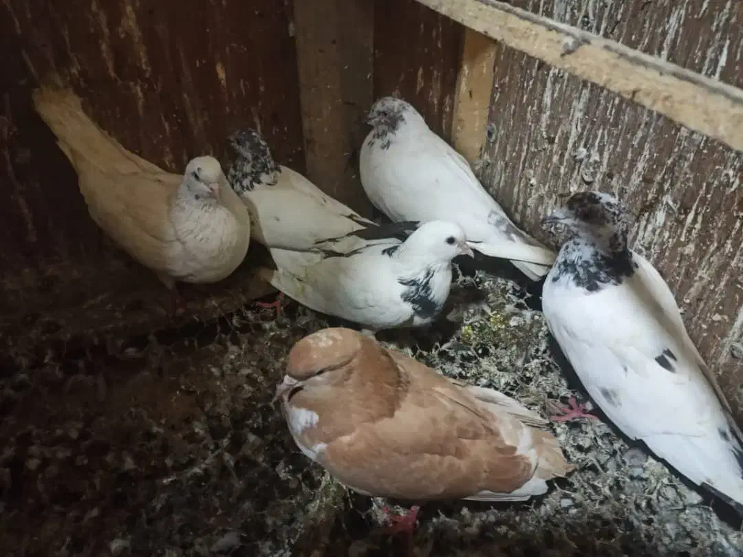 کبوتر فروشی|پرنده|رشت, جانبازان|دیوار