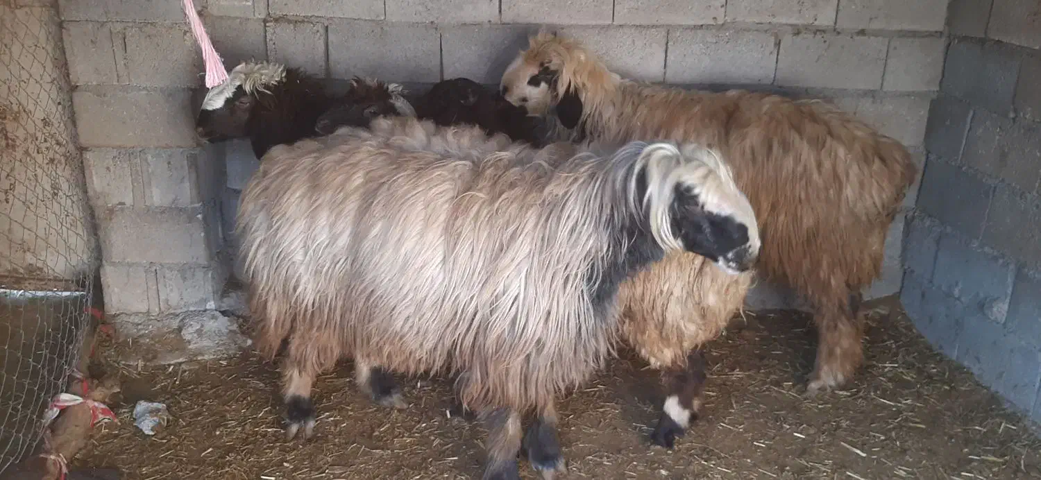 شیشک قوچ کر سوز|حیوانات مزرعه|مرودشت, بیست متری بیمارستان|دیوار