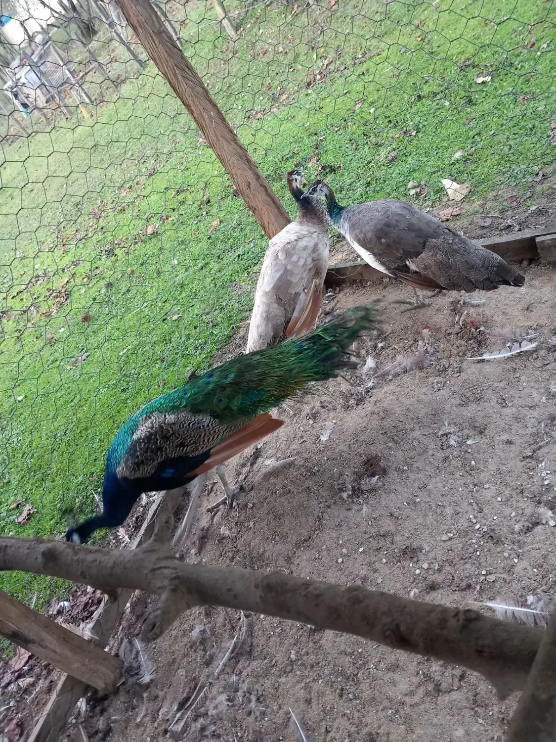 پرنده بهشتی|پرنده|بندر انزلی, جفرود پایین|دیوار