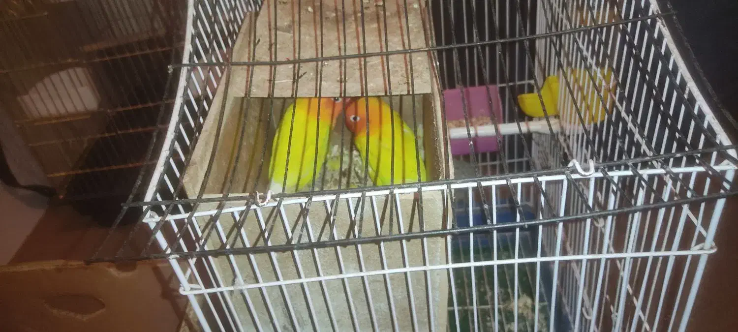 کوتوله فیشر طلایی|پرنده|فولادشهر, A3|دیوار