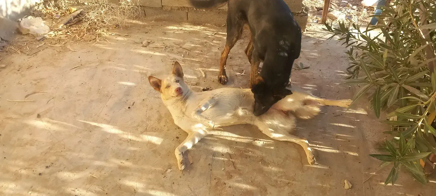 فروش سگ|سگ|ایذه, |دیوار