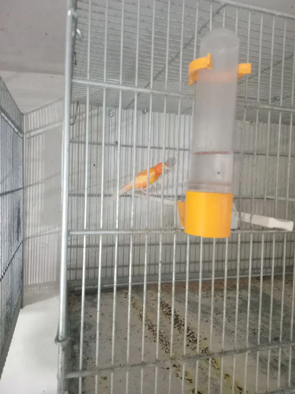 قنارینر|پرنده|سهند, |دیوار